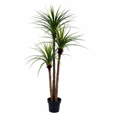 Planta Dracaena 